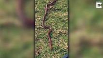 Une scène très bizarre entre 3 serpents...