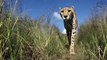 Quand des animaux de la savane croisent une caméra