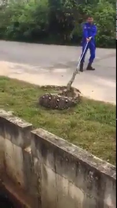 Biggest Python