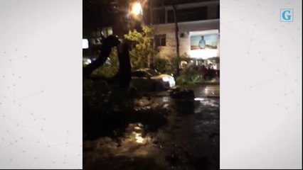 Ávore cai na Praia do Canto