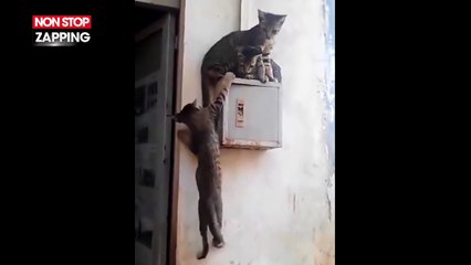 Un chat tente tout pour rejoindre ses compagnons sur un tout petit boîtier électrique (Vidéo)