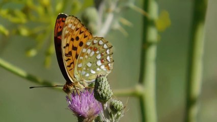 sonidos  /  naturaleza  / mariposas  / musica  / relajacion