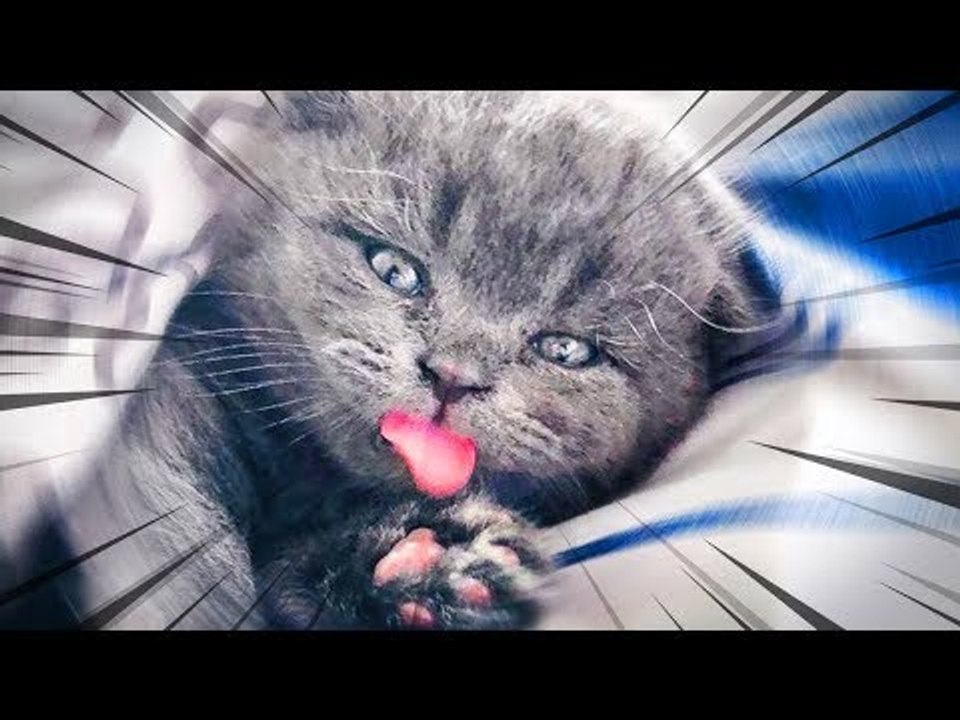 O NOVO MEMBRO DA CASA !