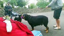 Rott VS Rott! Rottweilers Face Off in the Hood