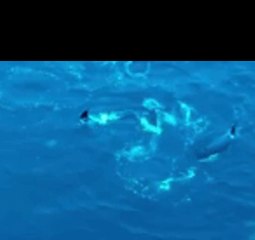 Drone Footage Captures Pod of Orcas Hunting Near Shetland