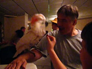A Cockatoo Dancing on my Arm