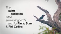 Palm cockatoos beat drum like Ringo Starr,parrots dancing,bird remix song,