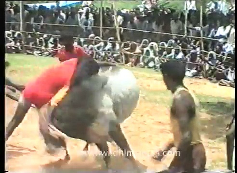 South Indian Bull fighting gone horribly wrong