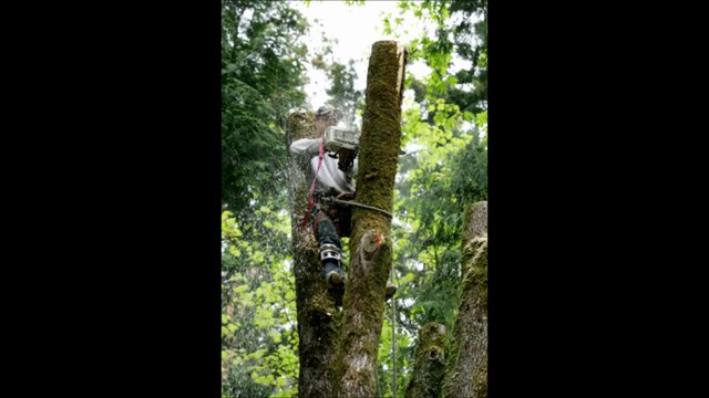 Prates Tree Svc - (856) 242-1090