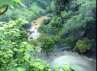 Indian family swept into waterfall by flash flood