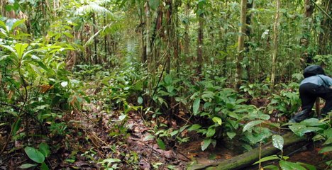 Amazon Explorers: Into the Peak of Mist