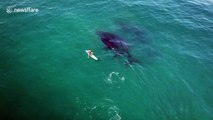 Incredible drone footage captures paddleboarder's encounter with whales
