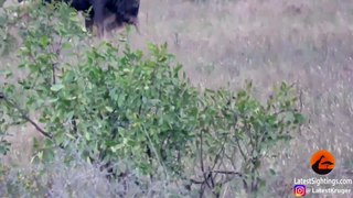 Wildebeest Hooks Lion by Leg as it Tries to Escape! - Latest Sightings Pty Ltd
