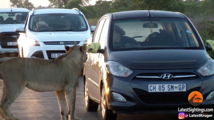 Lion Versus Car's Door! - Latest Sightings Pty Ltd