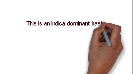 Moroccan Hash: World-Famous Indica 🌿