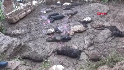 Şırnak-Sokak Köpekleri Koyun Sürüsüne Saldırdı 100 Hayvan Telef Oldu