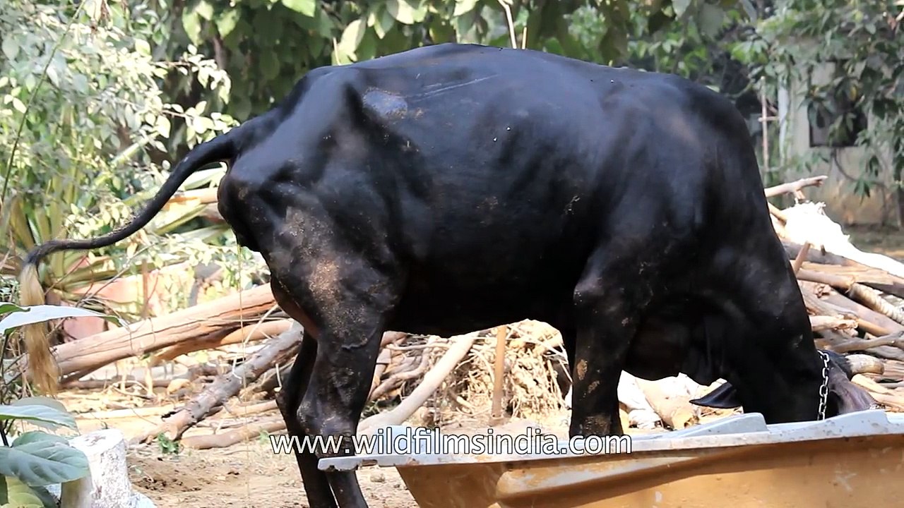 Calf is born before your eyes- Birds and bees s...