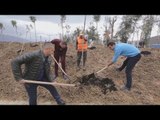 Ora News - Premtimi: Deri në prill, mbi 100 mijë pemë të reja në Tiranë