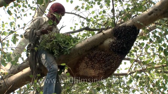 Smoke chases thousands of bees: Traditional honey removal in India