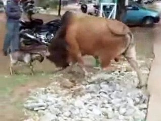 Small Goat Vs Bull Funny fight...!!!And the winner is...???