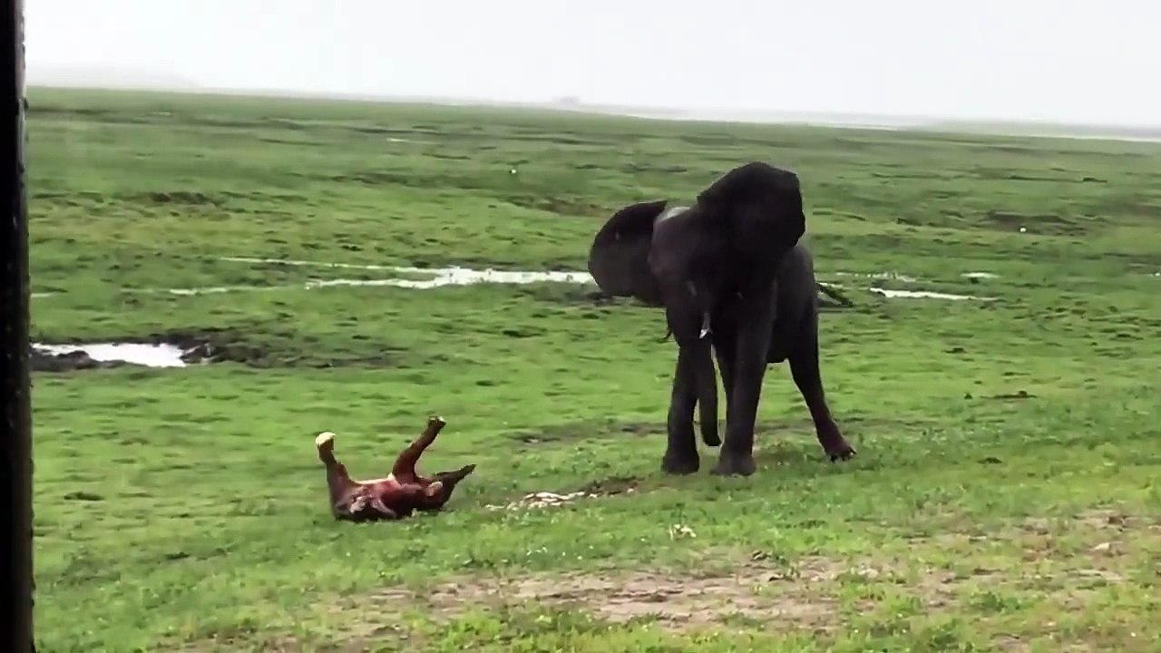 Moment magique quand un troupeau d'éléphants vient fêter la naissance d'un bébé