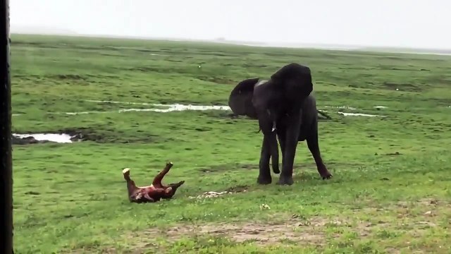 Moment magique quand un troupeau d'éléphants vient fêter la naissance d'un bébé