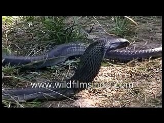 कोबरा - एक घातक विषैला सांप