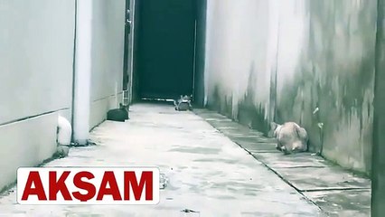 Pusuya düşürülen kedinin efsane kaçışı