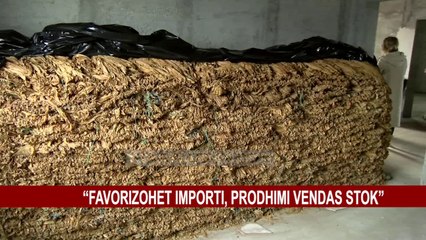 KULTIVIMI I DUHANIT, TRADITA QË PO” VRITET” NGA SHTETI!