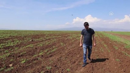 Devletten Aldığı Destekle Ürettiği Kinoayı İhraç Etti