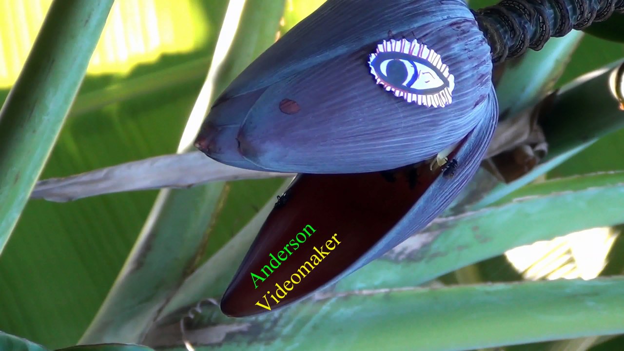 The Mangará Laughter