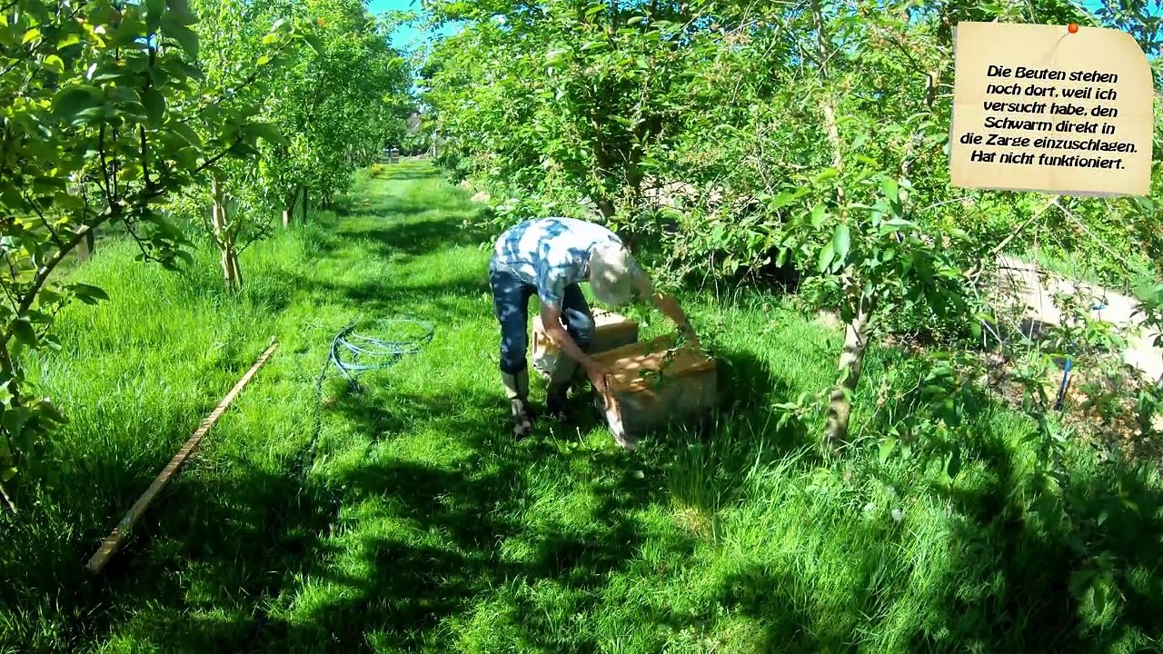 Ein Bienen - Video zur Entspannung. Ohne Gequatsche. :)