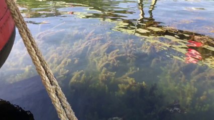 Paris : les déchets jetés dans le bassin de la Villette favorisent la prolifération des algues