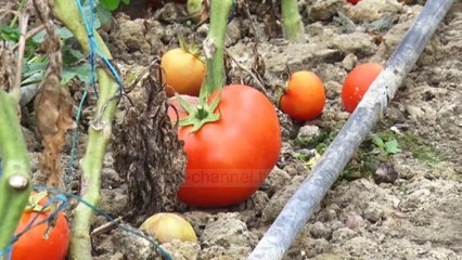 Në Divjakë domatet hidhen në kanal  - Top Channel Albania - News - Lajme