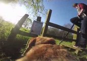 Dog Takes Us on a GoPro Adventure