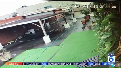 Woman Says Her Dog Was Abused at Day Care