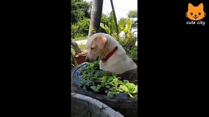 Cute is Not Enough - Funny Cats and Dogs Compilation #61