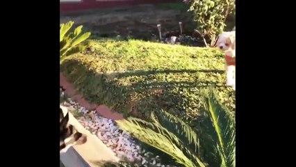 Cute is Not Enough - Funny Cats and Dogs Compilation #2 - Best Of 2018