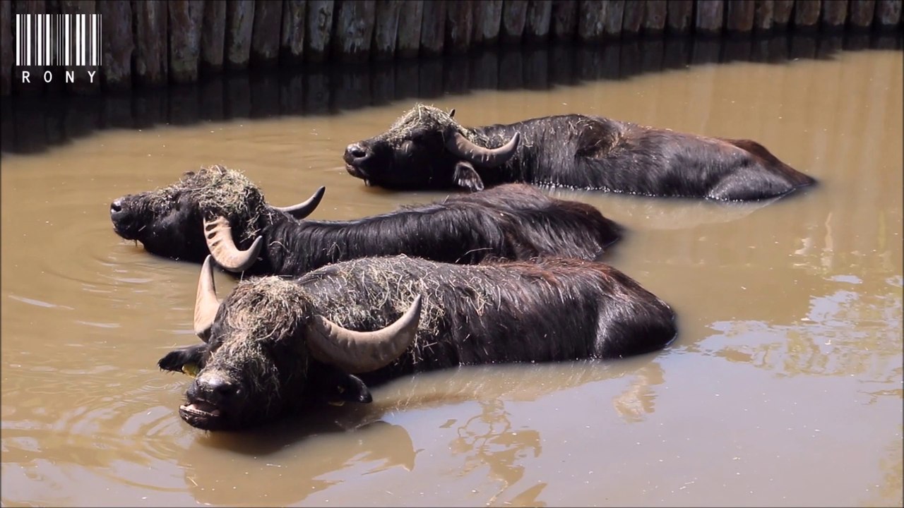 Les buffles d'eau (2018)