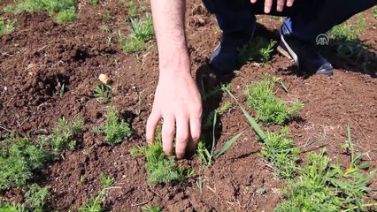 Devletten aldığı destekle ürettiği kinoayı ihraç etti - BİNGÖL