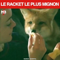 Chipeur, Arrête de chiper !! via storyful