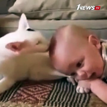 Похоже, эта кошка думает, что ребенок – ее котеночек ❤