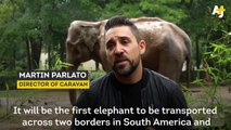 Pelusa the elephant has been held in captivity for 50 years. This is how activists are trying to free her from the zoo.