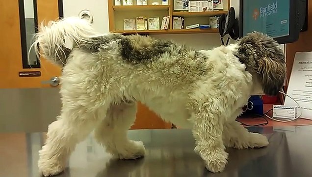 Un chien terrifié du vétérinaire il décide de ne plus bouger !