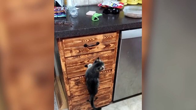 Ultimate Puppy and Kitten Cute Animal Compilation May 2018 - Funny Pet Videos