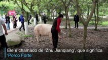 Porco sobrevivente é visto como herói na China