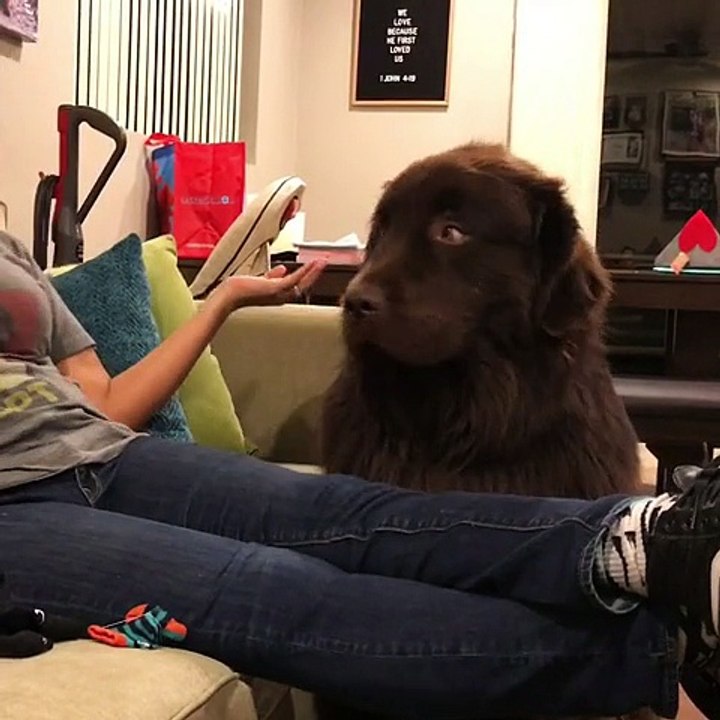 Cachorro fica indignado com sua dona e proporciona um dos momentos mais fofos de sempre