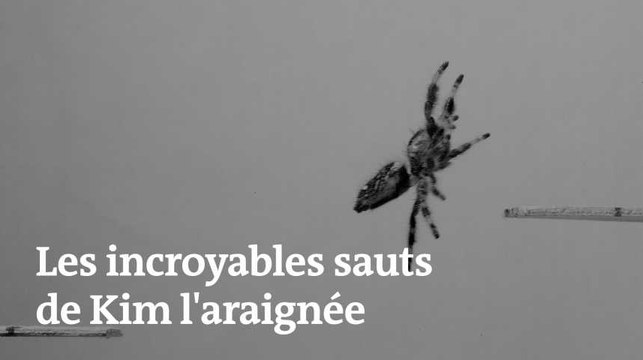 Des chercheurs anglais entraînent une araignée à sauter