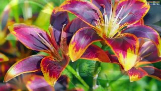 Top 25 Most Beautiful Flowers in the World