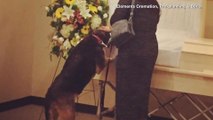Grieving Dog Attends Master's Funeral For Closure, Looks Into Casket